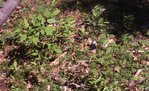 NSF-URP Coppice Woodlot Study. Red maple woodland herb layer at cutting.