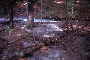 Floodplain woody debris South+Middle Branch of Birch Brook. Morning after the 2.5" overnight (29-30 June 1973) rainfall event.