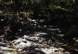 Floodplain flooding on South + Middle Branch Birch Brook site. Two months after the 2.5" overnight (29-30 June 1973) rainfall event.