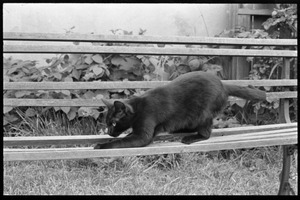 Black cat scratching on a garden bench