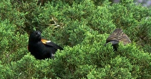 Red winged blackbird pair perched in a cypress, Wellfleet Bay Wildlife Sanctuary