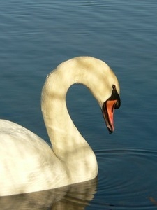 Swan floating on the water: close-up of head