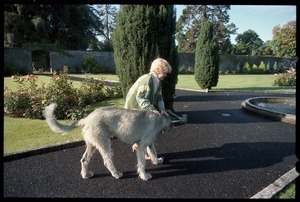 Margaret Heckler, United States Ambassador to Ireland, walking her Irish wolfhound, Jackson O'Toole, in a garden