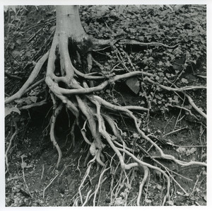 Eroded roots