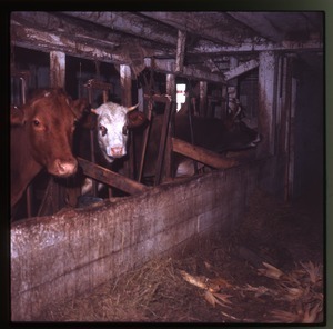 Cows in their stalls in the barn, Montague Farm Commune