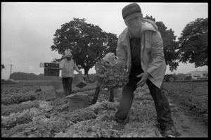 Lettuce pickers in the fields, probably western Massachusetts