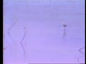 Assignment Iowa Classics; Gladys Black, Iowa Bird Expert