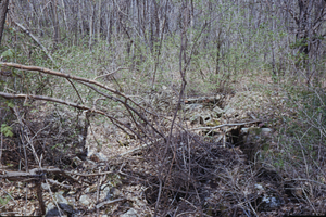 Coachman's Cottage Cellar Hole.