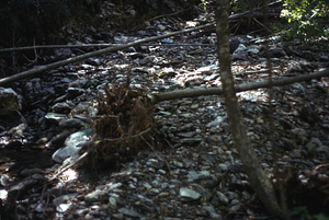 Overland flow in South+Middle Branch of Birch Brook site. Two months after the 2.5" overnight (29-30 June 1973) rainfall event.