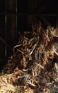 Corn stalks in Moon Barn in the Moon Lot / Primmer Farm.