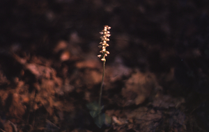 Downy rattlesnake plantain (Goodyera pubescens) in Moon Hollow of the Hopkins Forest.