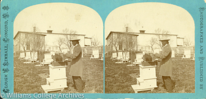 Apiary in Canterberry, N.H. - Digital Commonwealth