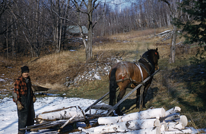 Lovell Primmer and Horse hauling wood.