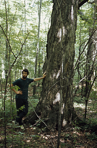Sugar Bush with mature sugar maple (Acer saccharum). Peter L. Marks serving as a human scale factor.