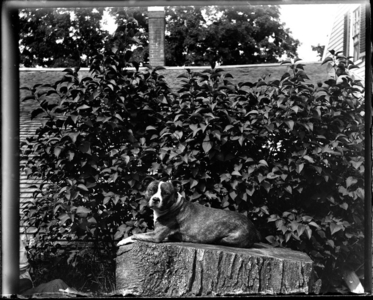 Dog Lying on Stump