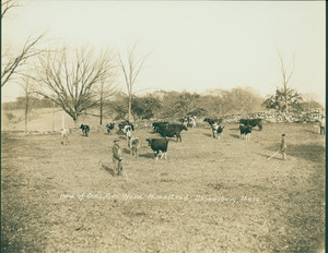 Herd of Cows, General Ward Homestead, Shrewsbury, Mass., 1910