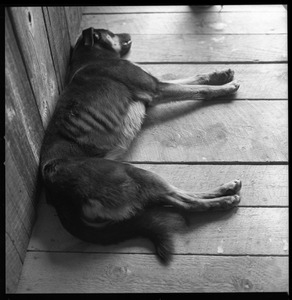 Commune dog sleeping on the floor, Brotherhood of the Spirit dormitory, Warwick, Mass.