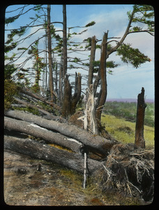 Damaged and uprooted pine trees