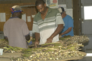 Hibbard Farm: workers sorting and bunching asparagus