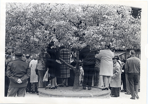 Crowd of people around a tree in Boston Common