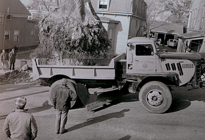 Tree stump removal 1954