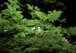 Mountain sorrel at entrance of the Snow Hole, off Taconic Crest Trail, Petersburg, NY.