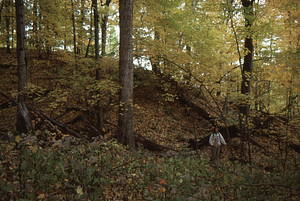 Carol Collier '93 Senior Thesis on Beinecke Stand. 8. Upper remnants of red oak that was blown over in 1970.