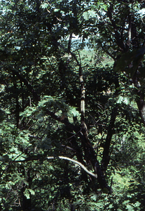 Canopy walkway 6. View to southeast from canopy walkway.