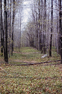Moon Lot to Upper Loop Trail old access road along western Primmer Lot boundary.