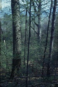 Large red oak (Quercus rubra), beech (Fagus grandifolia) and sugar maple (Acer saccharum) in Beinecke Stand.