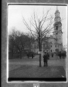 Tree #136, Boston Common, Boston, Mass., November 23, 1894