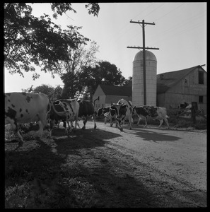 Cows crossing the road a Wentworth Farm