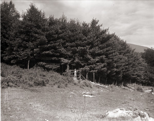 Dorothy Canfield Fisher: distant shot of Fisher walking to a tall stand of pine trees