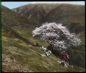 Skiddaw, Cumberland, England