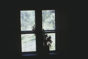 Plant in window