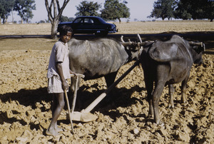 Boy plowing near Ranchi
