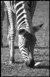 Three-month old zebra grazing at the Roger Williams Park Zoo: close-up