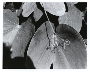 Tendrils on bush