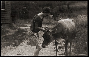 Susan Mareneck leading the cow outside the barn, Montague Farm commune