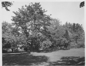 Campus Views, Roads and Walks - Trees