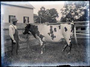 Farmer with milk cow (Greenwich, Mass.)