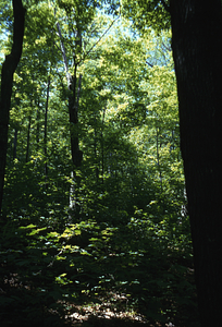 Sugar maple (Acer saccharum) forest in Moon Hollow.
