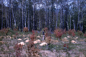 Frank E. Cunningham as human scale factor inspecting the Rooted Hybrid Poplar planting on cutover woodland in Hopkins Forest--Area cut 1952 and planted in 1954.