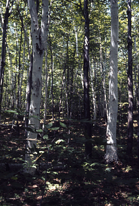 Paper birch (Betula papyrifera) and red maple (Acer rubrum) in southwest corner of Moon Lot / Primmer Farm.