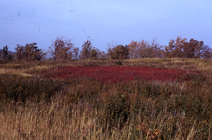 View of heath bald at top of Jim Smith Hill.