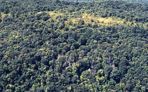 Aerial color image of Taconic Range near permanent plot 0808 with Taconic Crest Trail in background.
