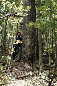 Peter L., Marks next to an open-grown mature white ash on west side of the Carriage Road.