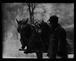Man leading a horse team in snow