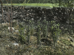 Osmunda unfolding in front of stone wall