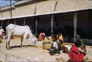 White cow is fed at bazaar in Bangalore